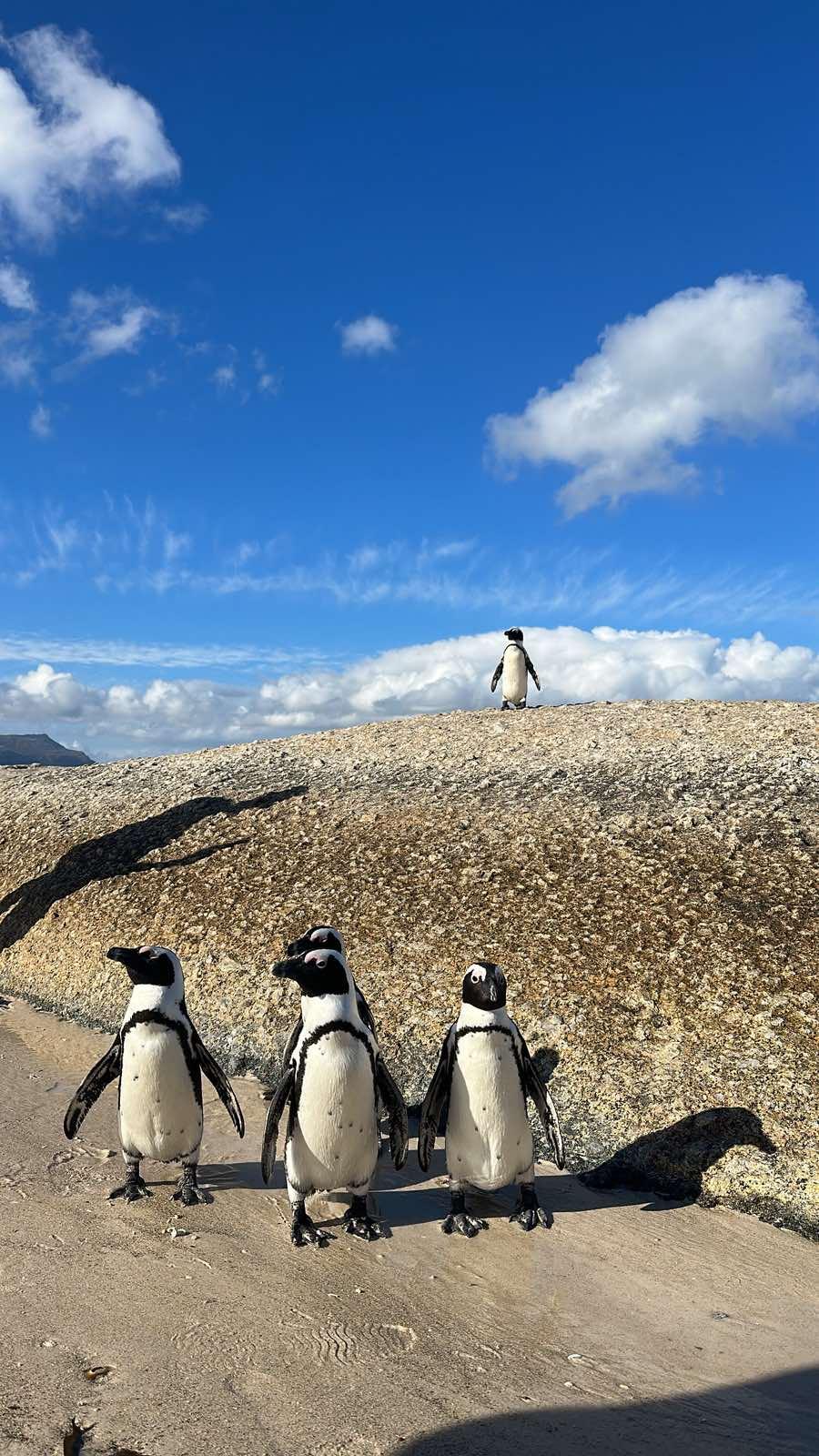 Οι Αφρικανοί πιγκουίνοι της Boulders Beach από πολύ κοντά