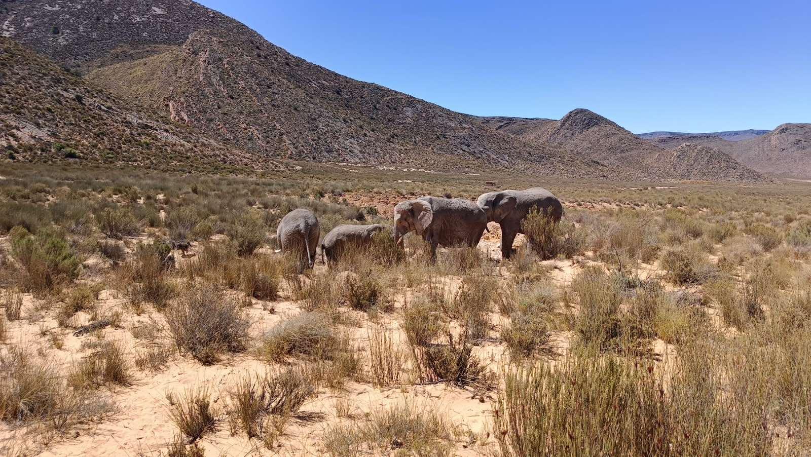 Κοπάδι ελεφάντων στο Aquila Game Reserve