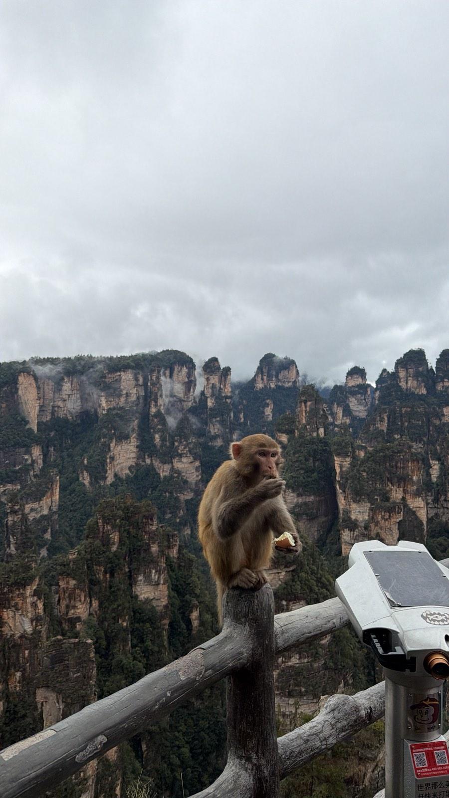 Μακάκος στα βουνά-έμπνευση του Avatar, Zhangjiajie